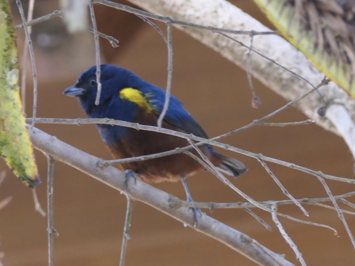 Chestnut-bellied Euphonia - ML644987327