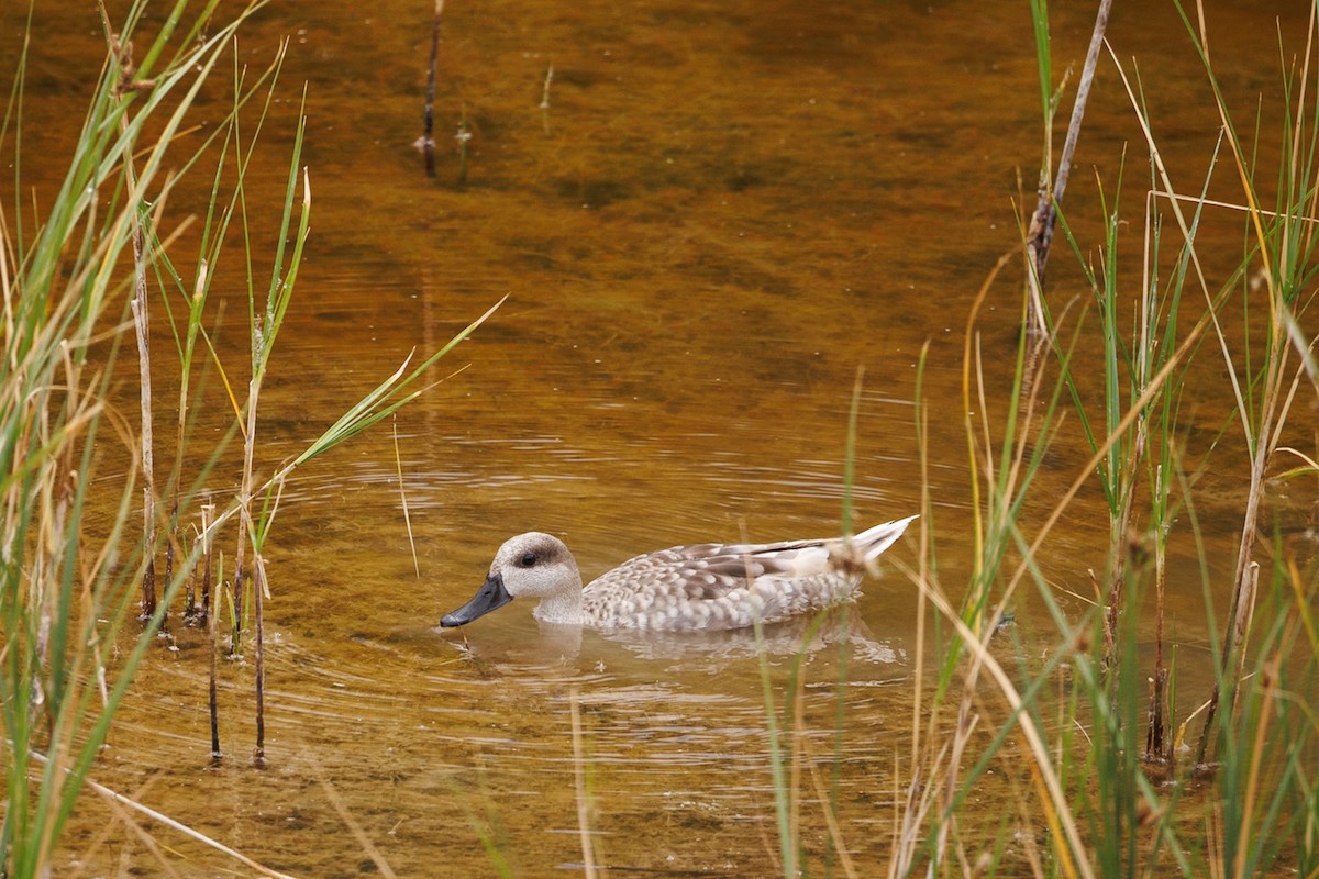 Marbled Duck - ML644987338