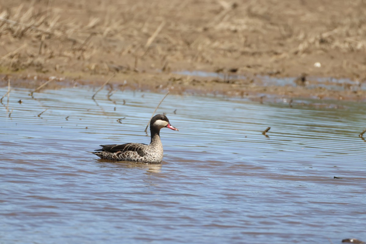 rødnebband - ML644987340