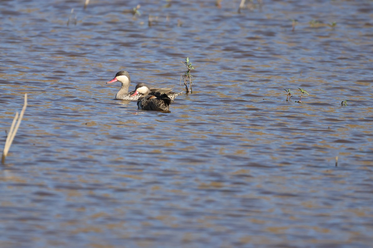 rødnebband - ML644987341