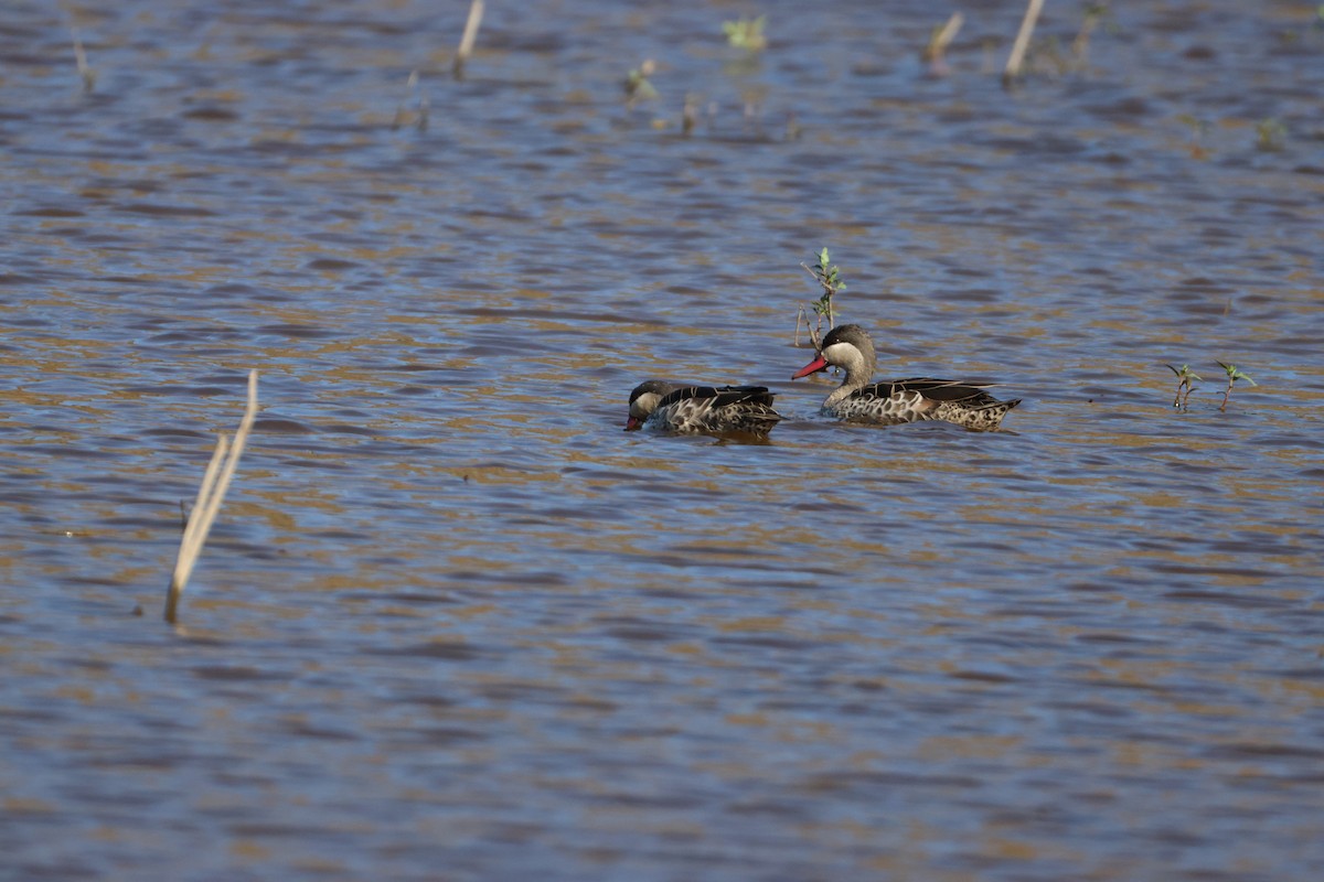 rødnebband - ML644987342