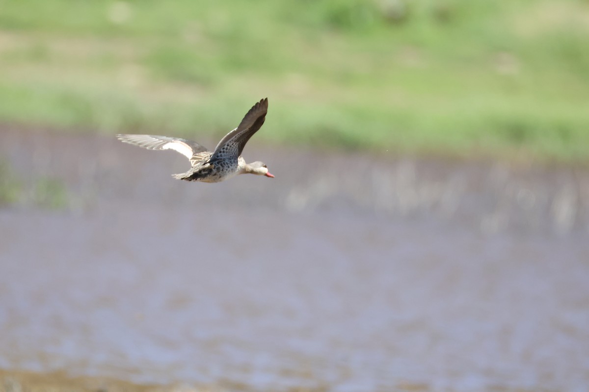 rødnebband - ML644987343