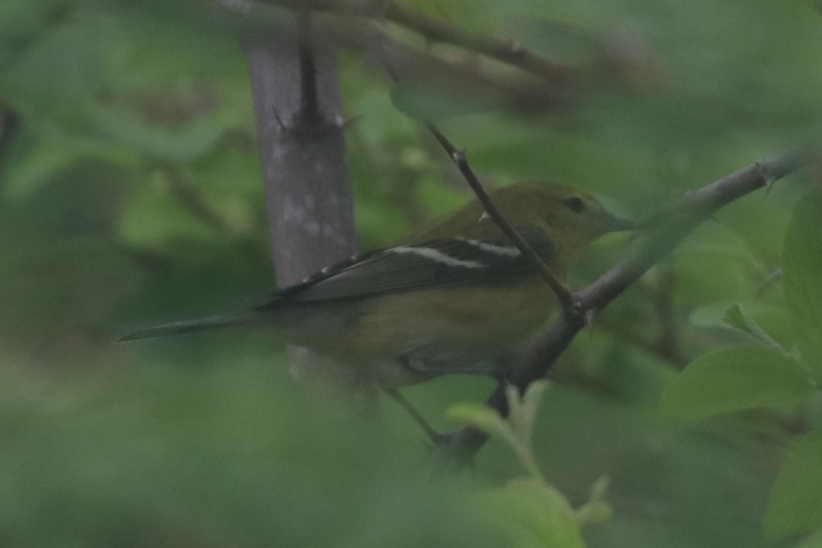 Bay-breasted Warbler - ML644987346