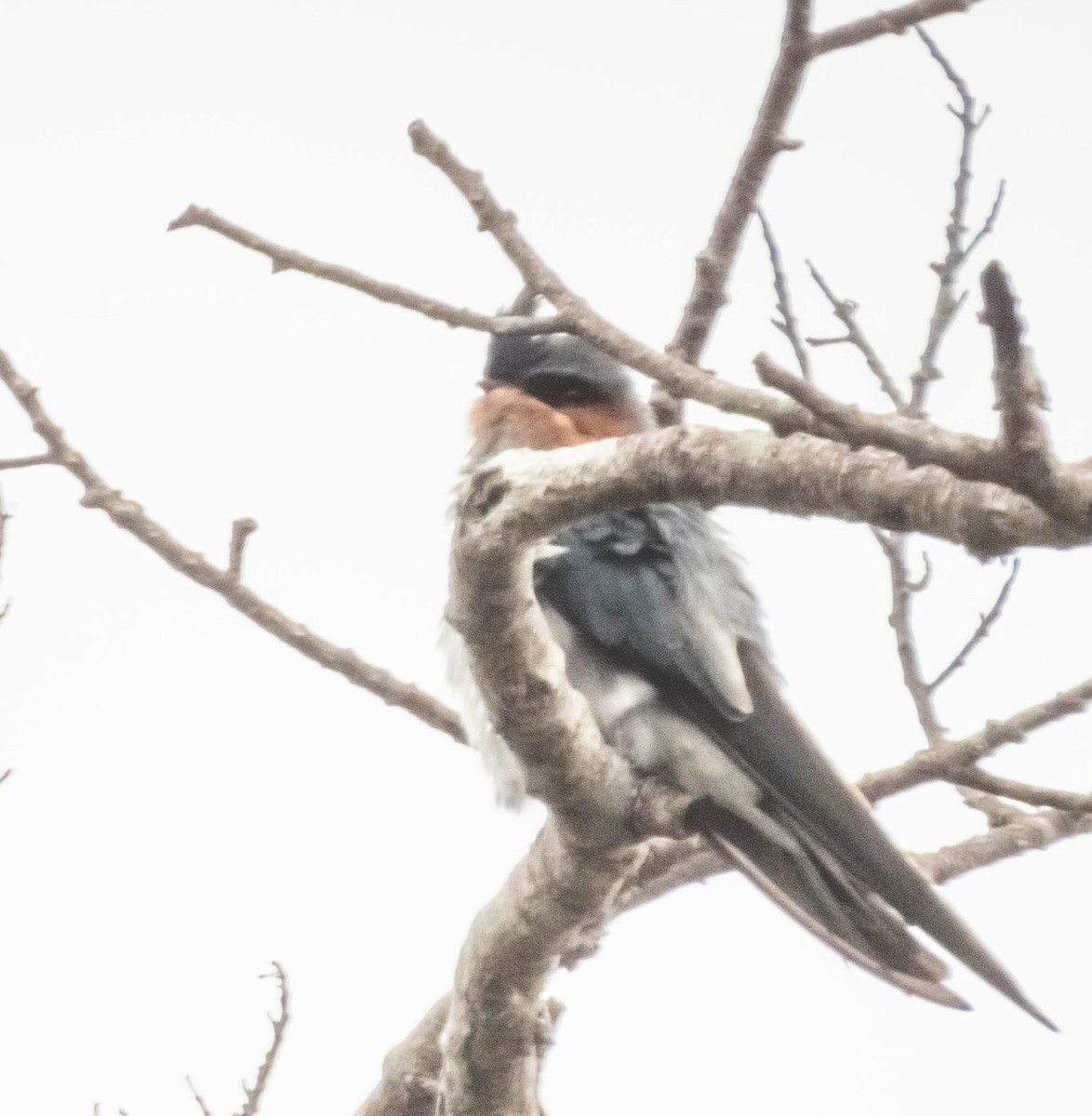 Crested Treeswift - ML644987357
