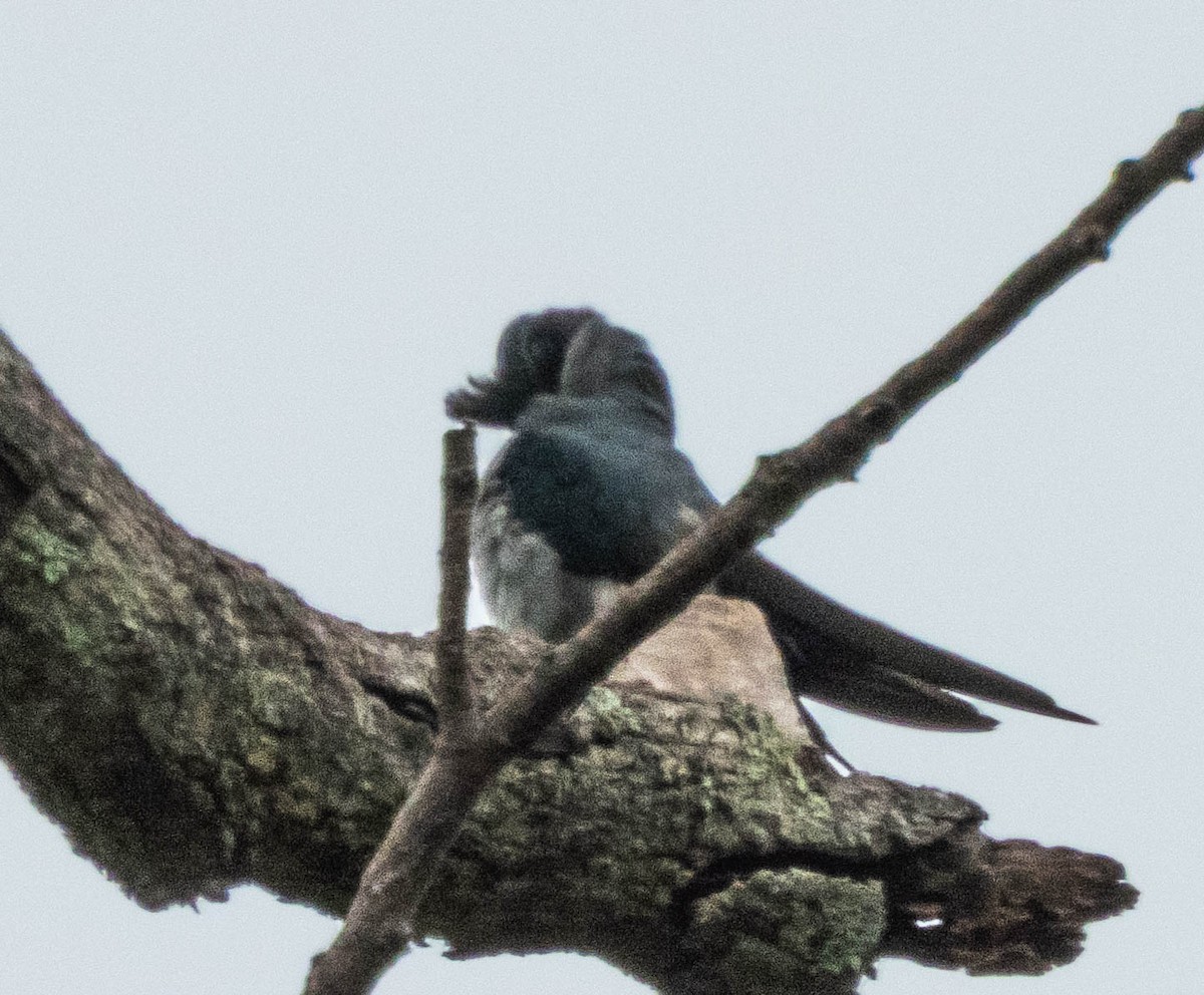 Crested Treeswift - ML644987359
