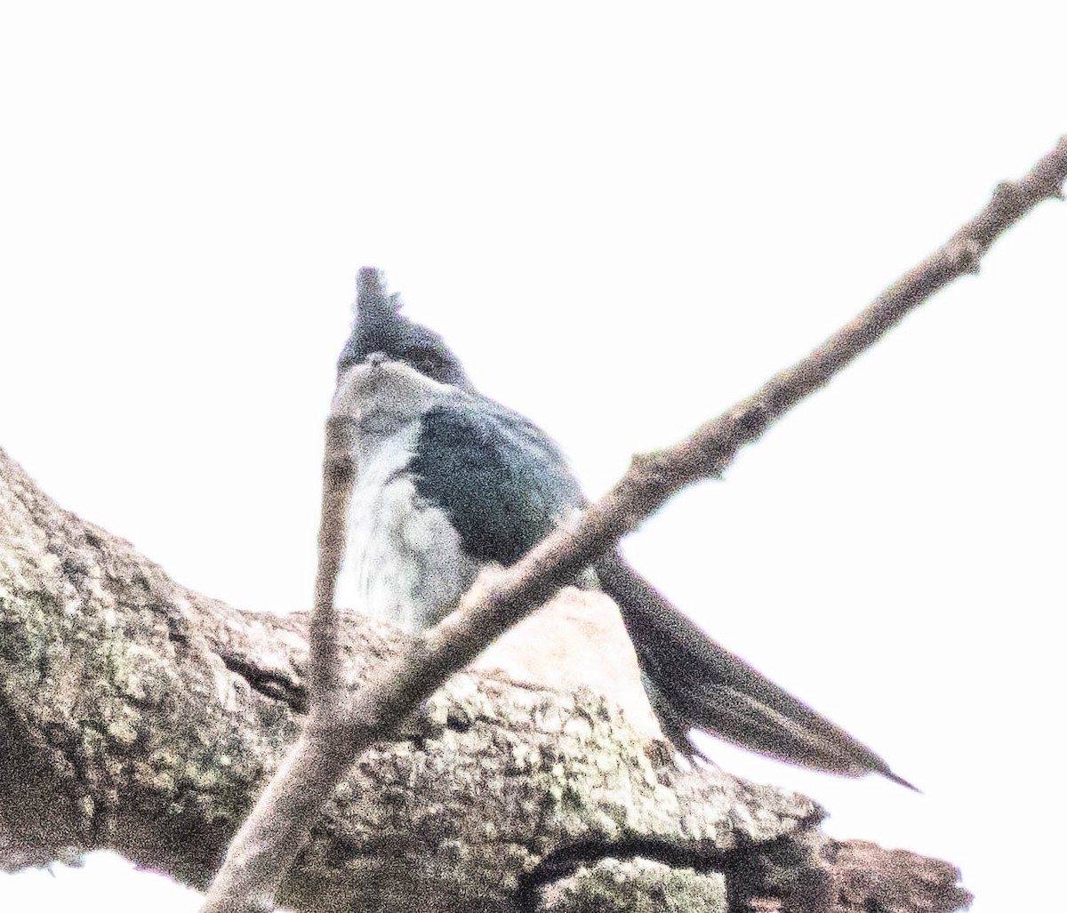 Crested Treeswift - ML644987360