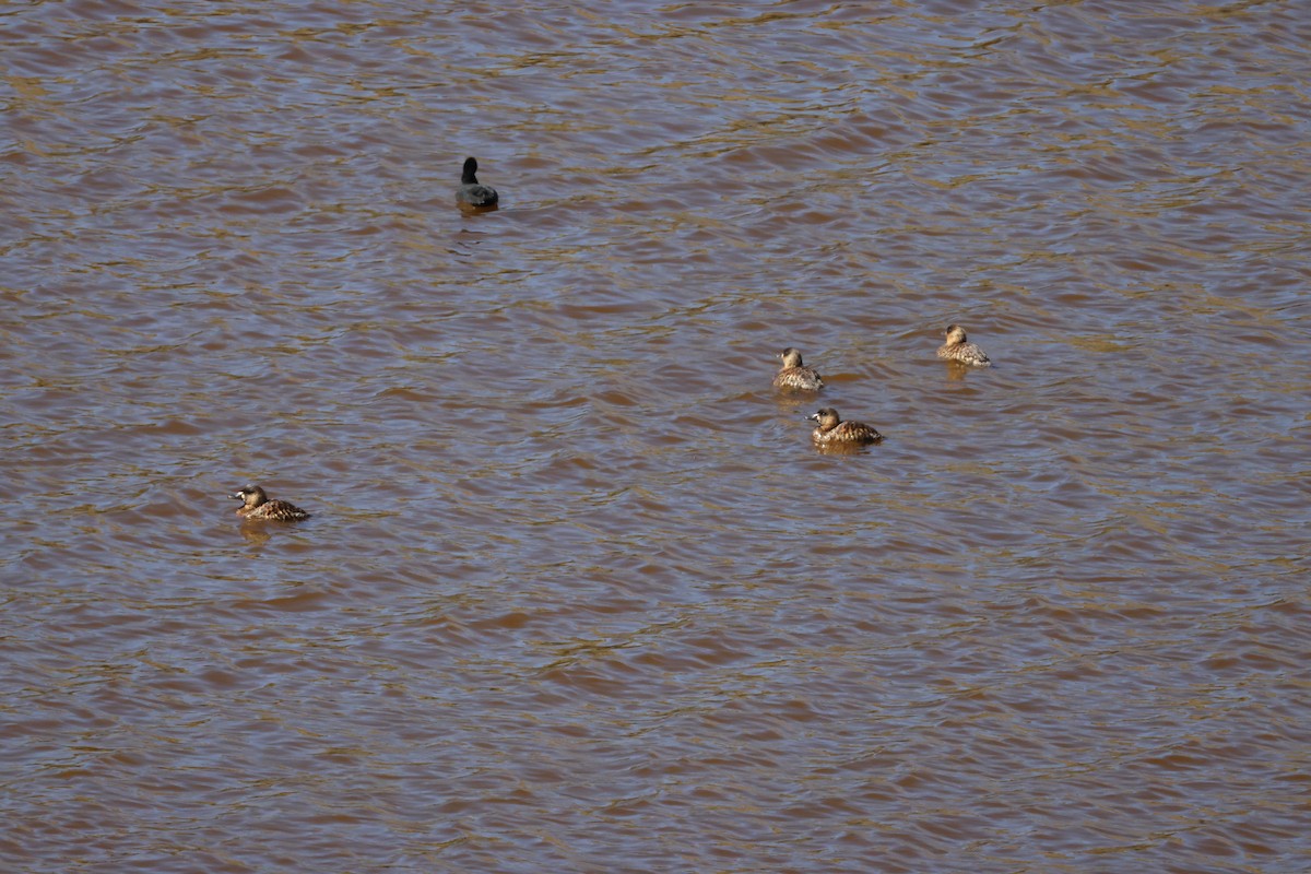 White-backed Duck - ML644987378