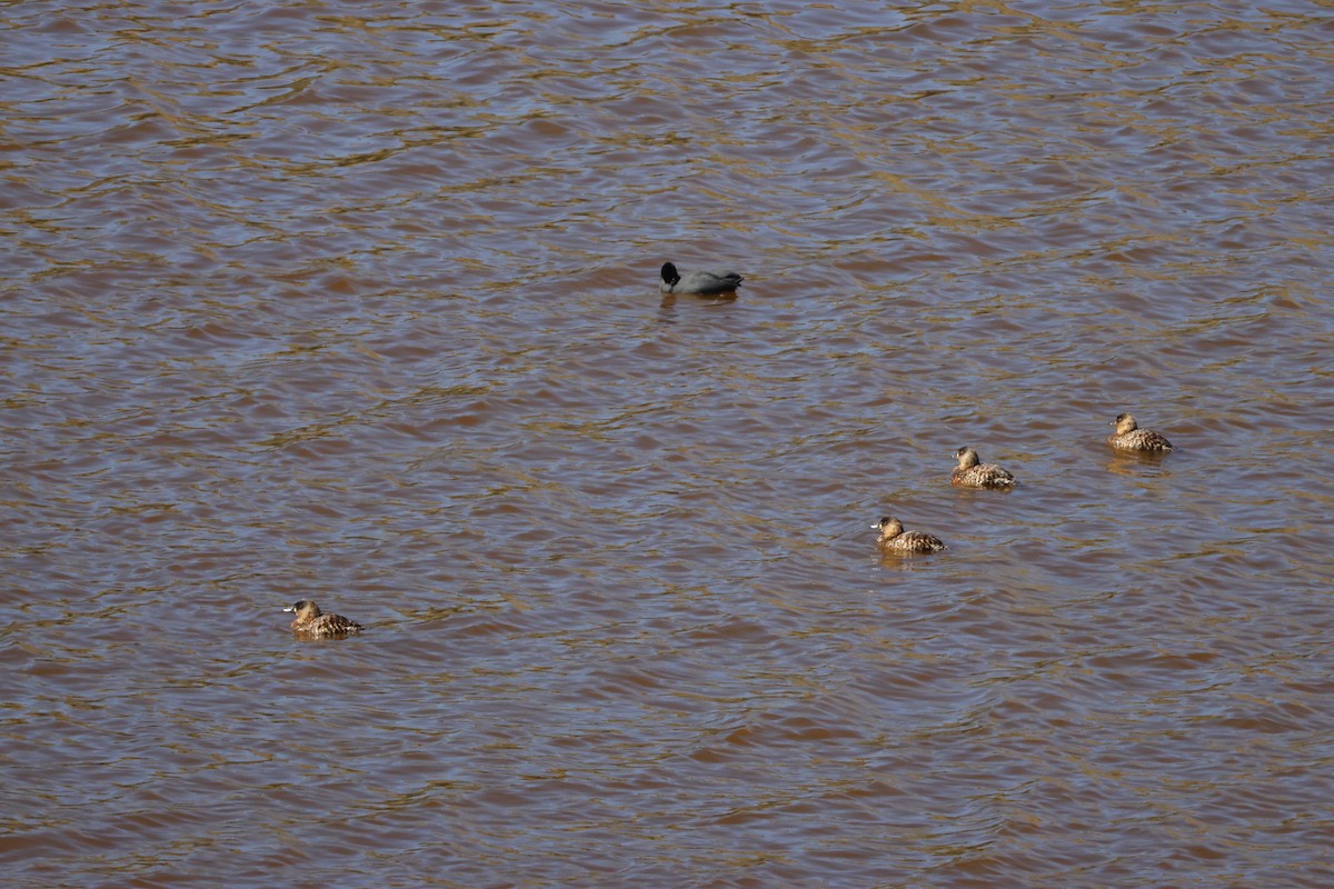 White-backed Duck - ML644987379