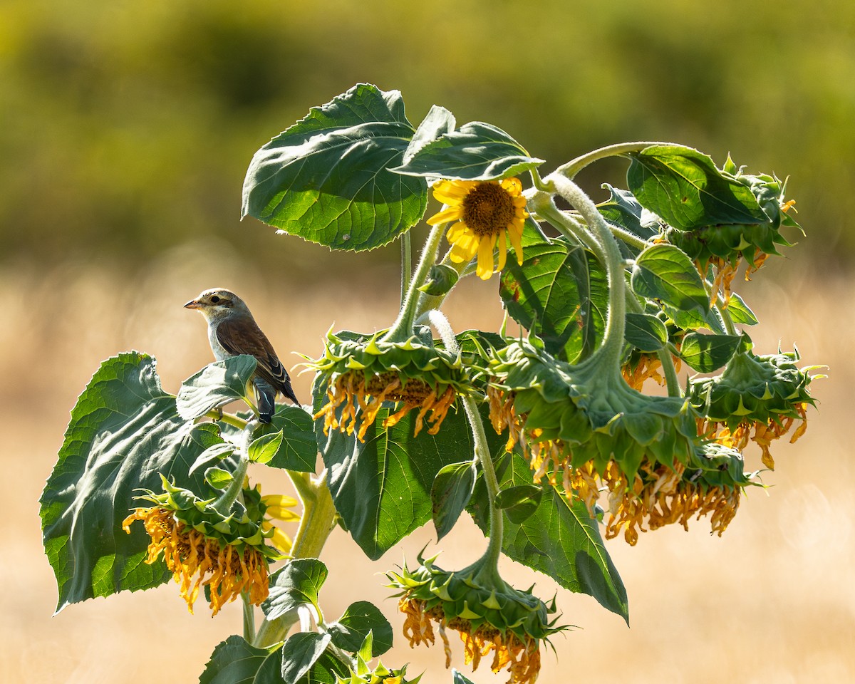 Red-backed Shrike - ML644987390
