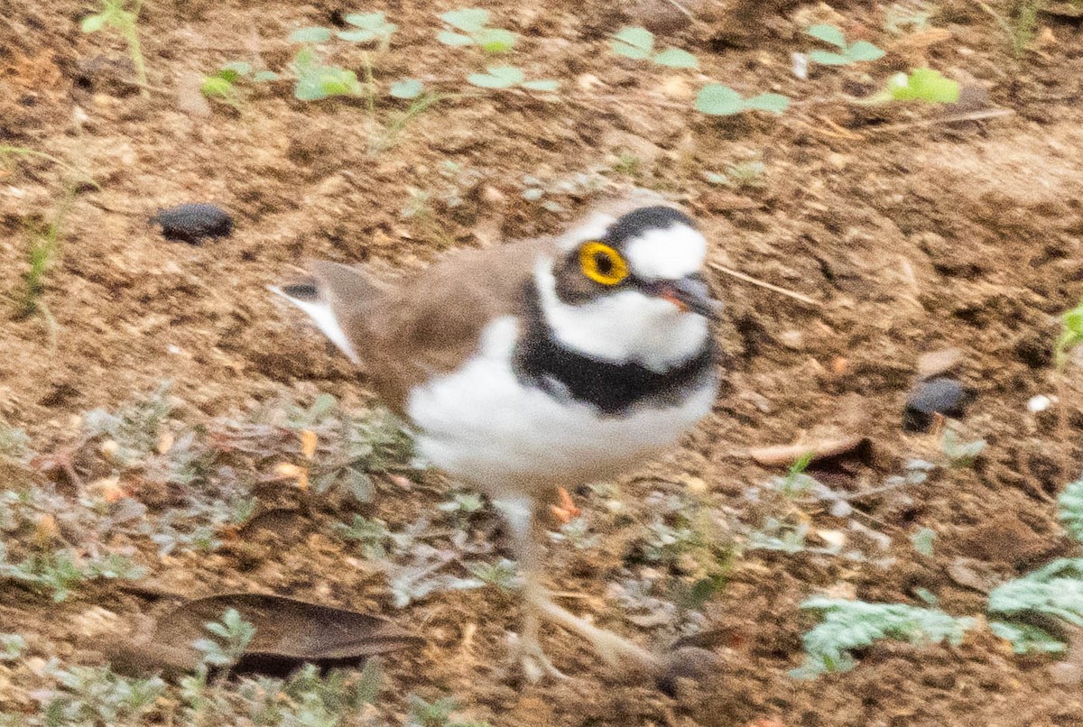 Little Ringed Plover - ML644987394