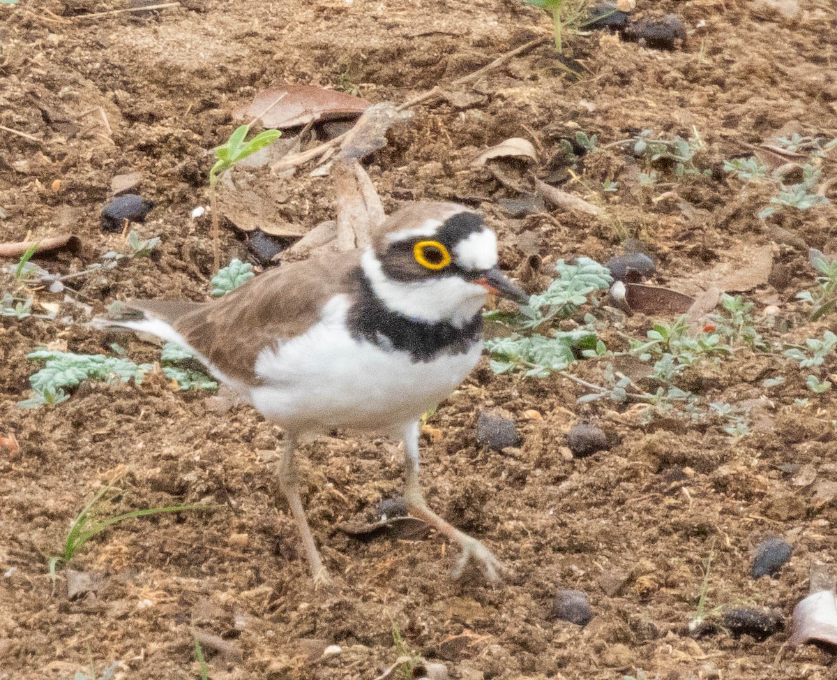 Little Ringed Plover - ML644987395