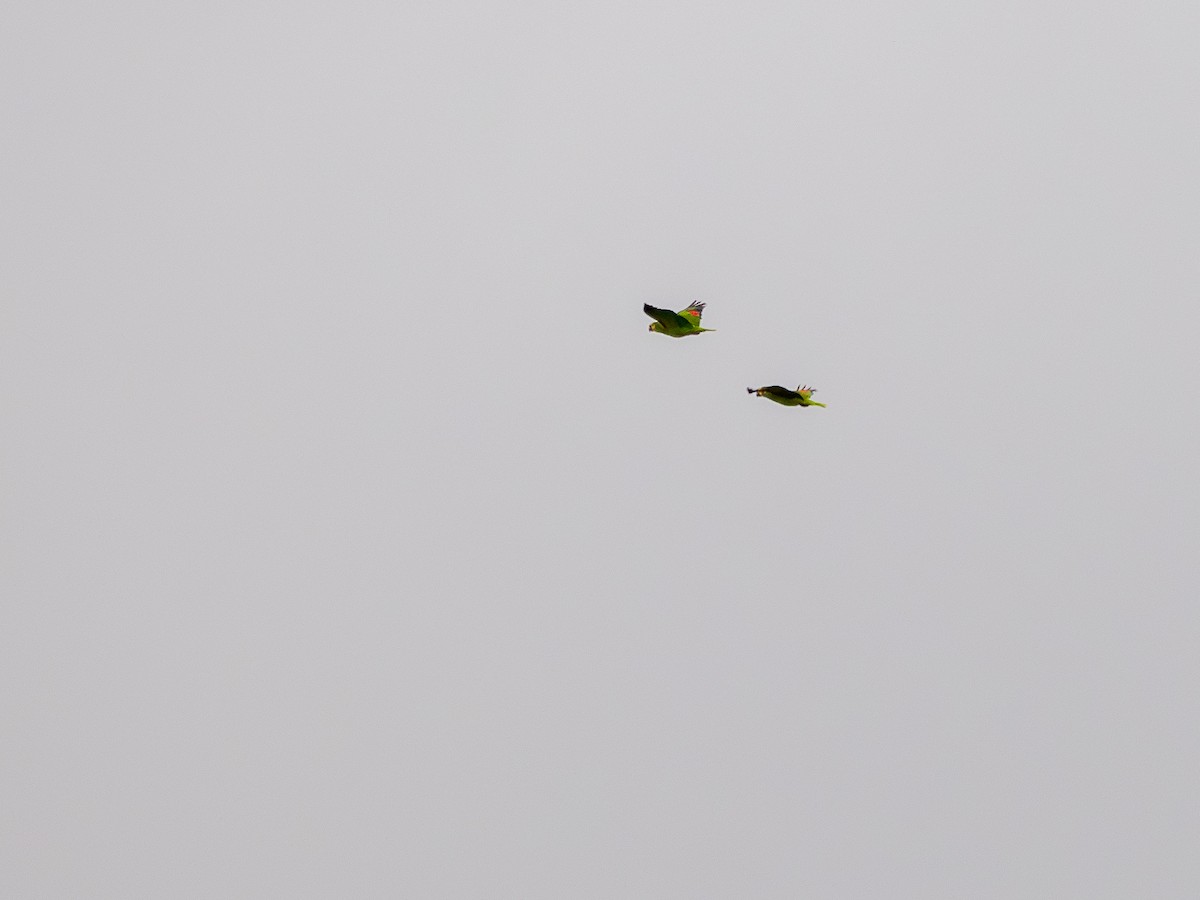 Turquoise-fronted Amazon - ML644987398