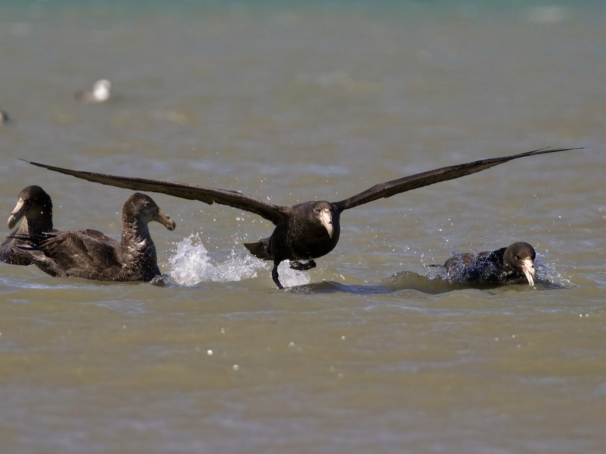 sørkjempepetrell - ML644987421