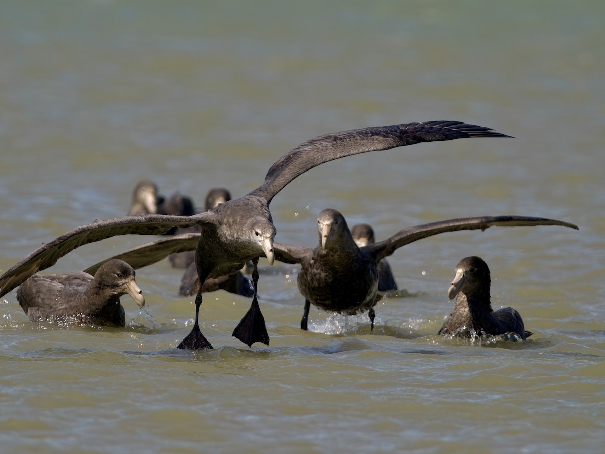 sørkjempepetrell - ML644987422