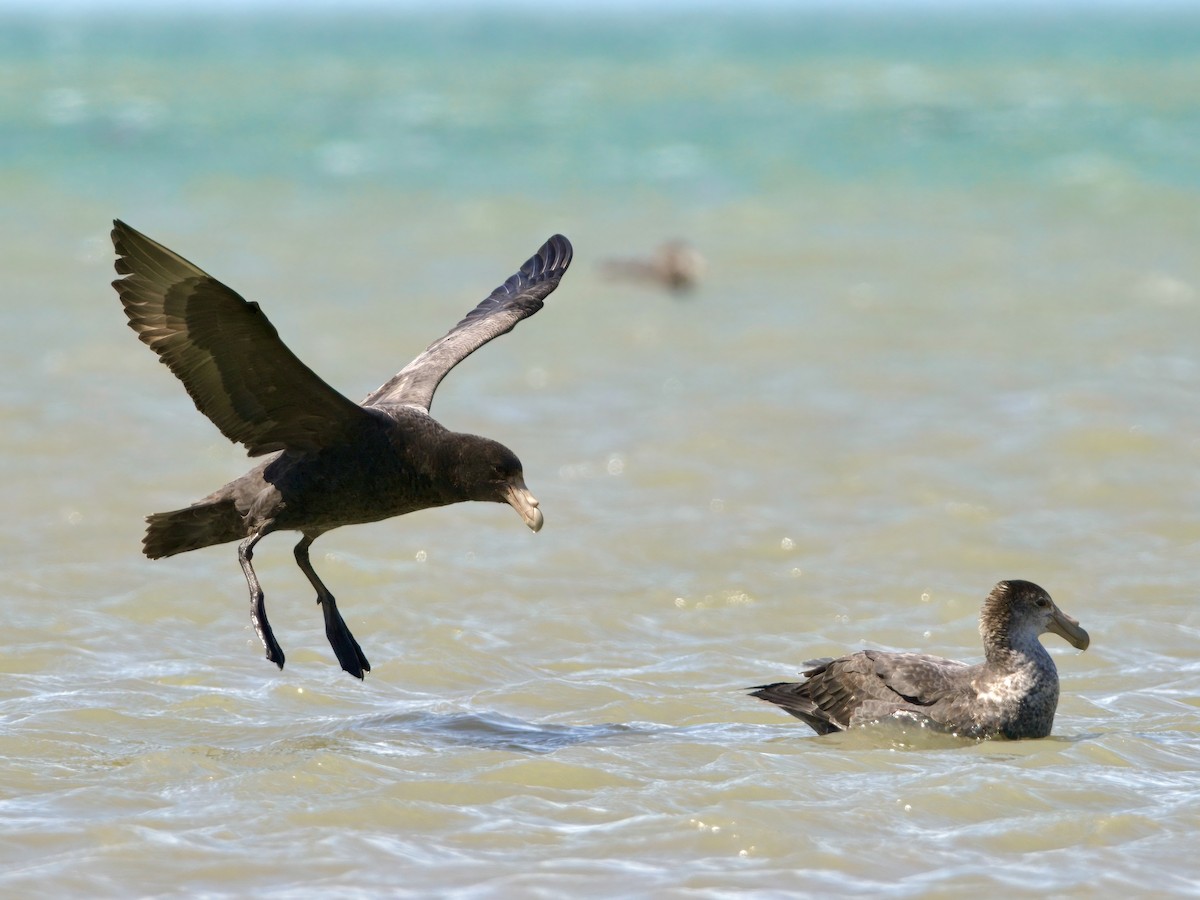 sørkjempepetrell - ML644987423