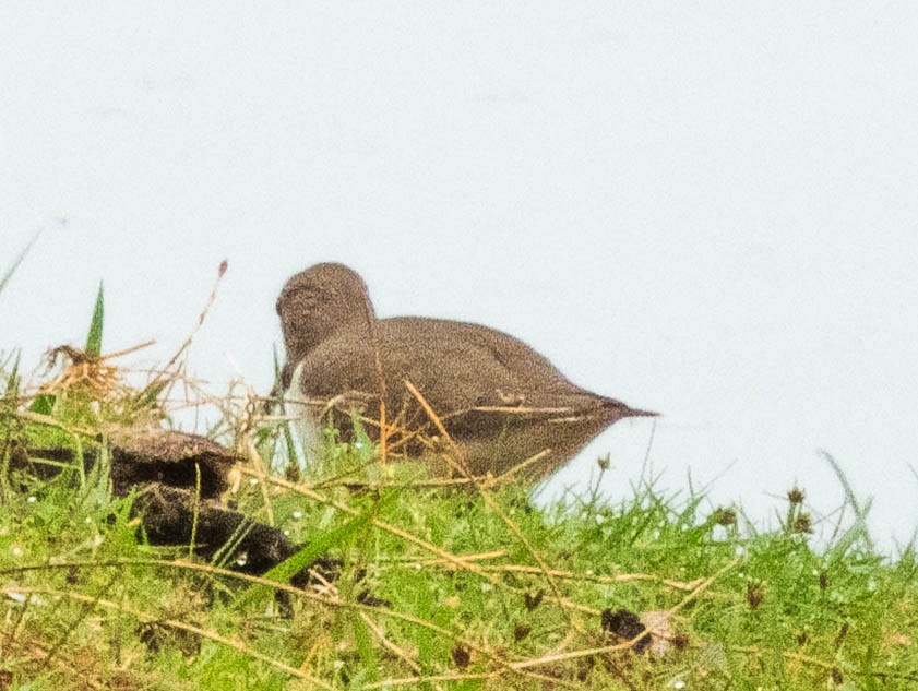 Common Sandpiper - ML644987431