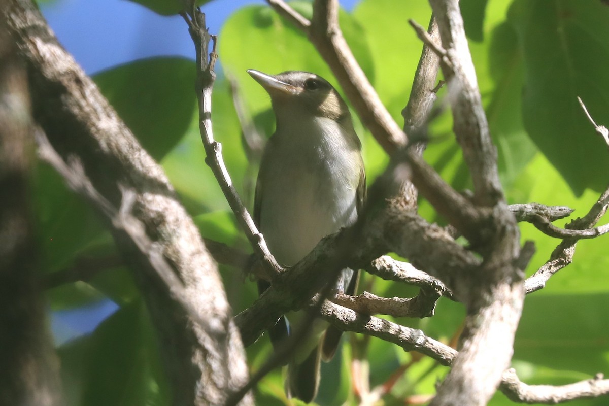 Red-eyed Vireo - ML644987439
