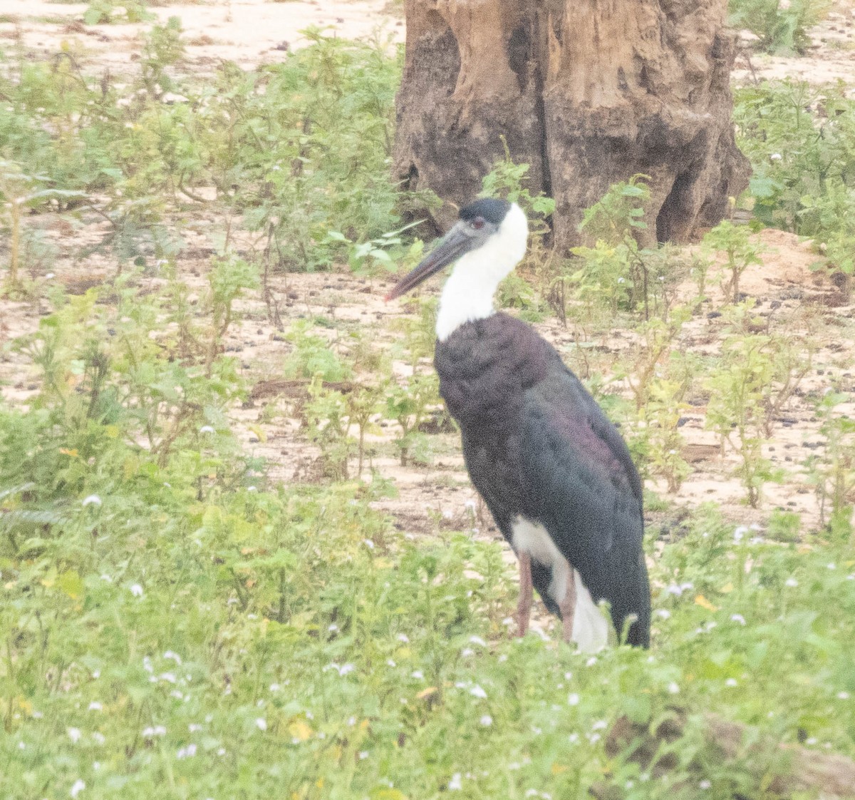 Asian Woolly-necked Stork - ML644987455