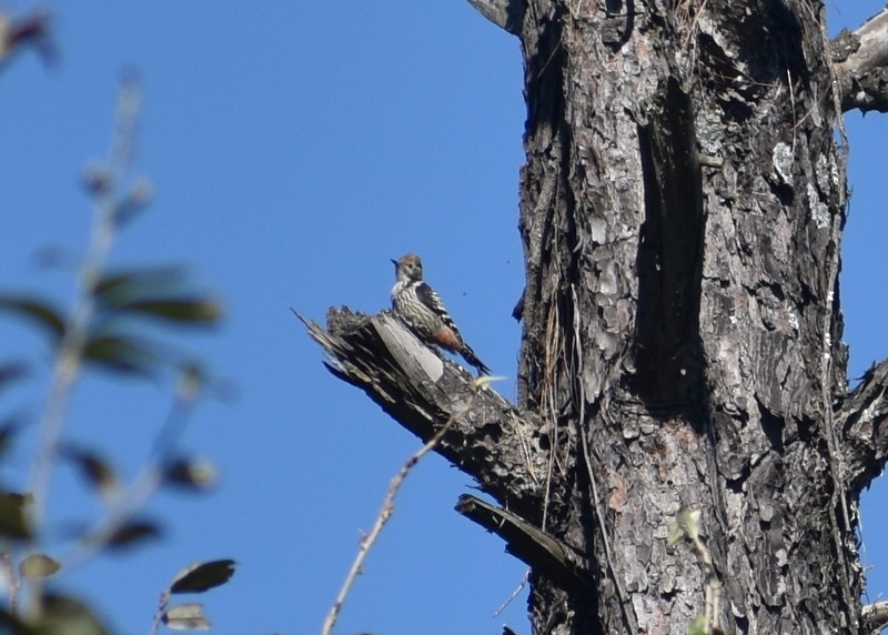 Brown-fronted Woodpecker - ML644987468