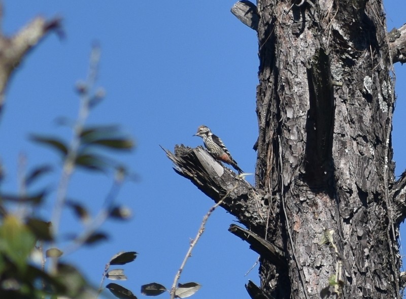 Brown-fronted Woodpecker - ML644987469