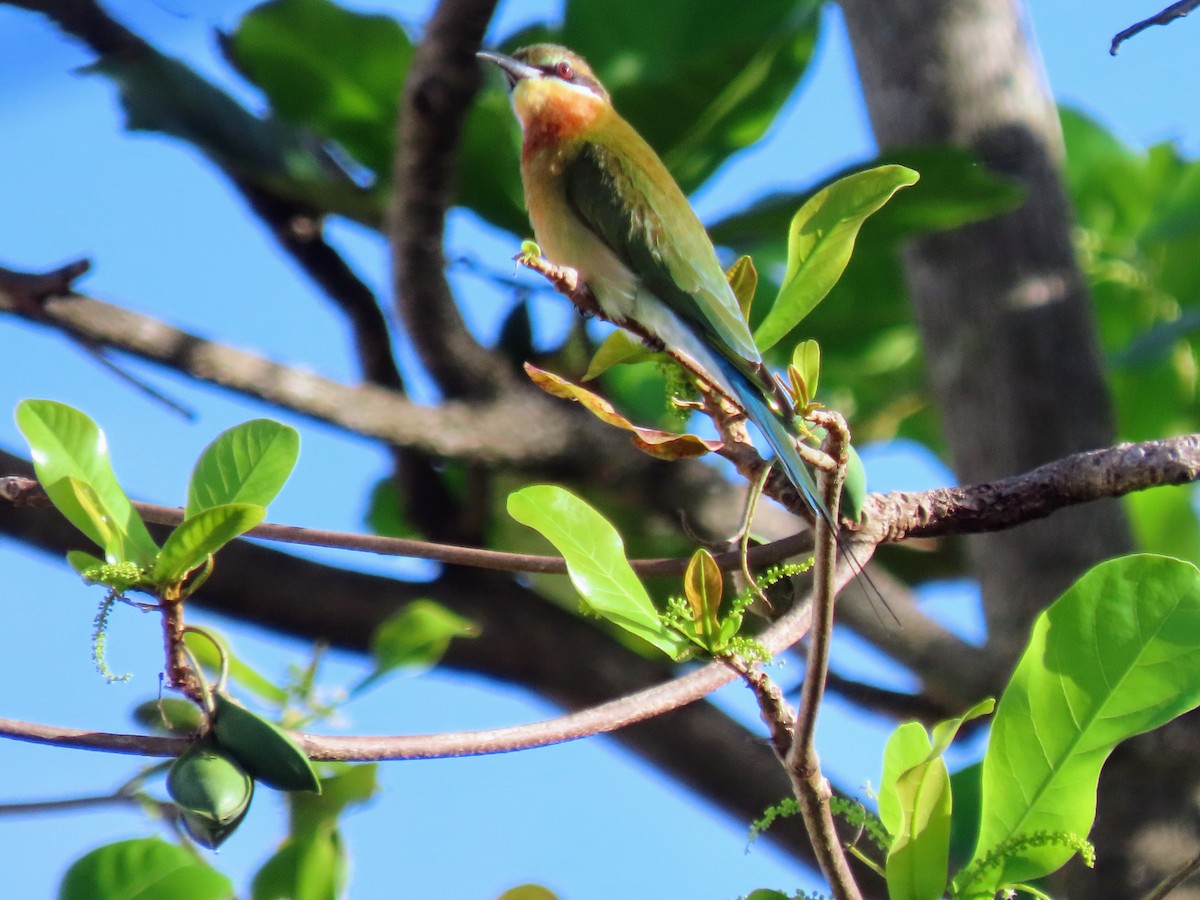 Blue-tailed Bee-eater - ML644987480