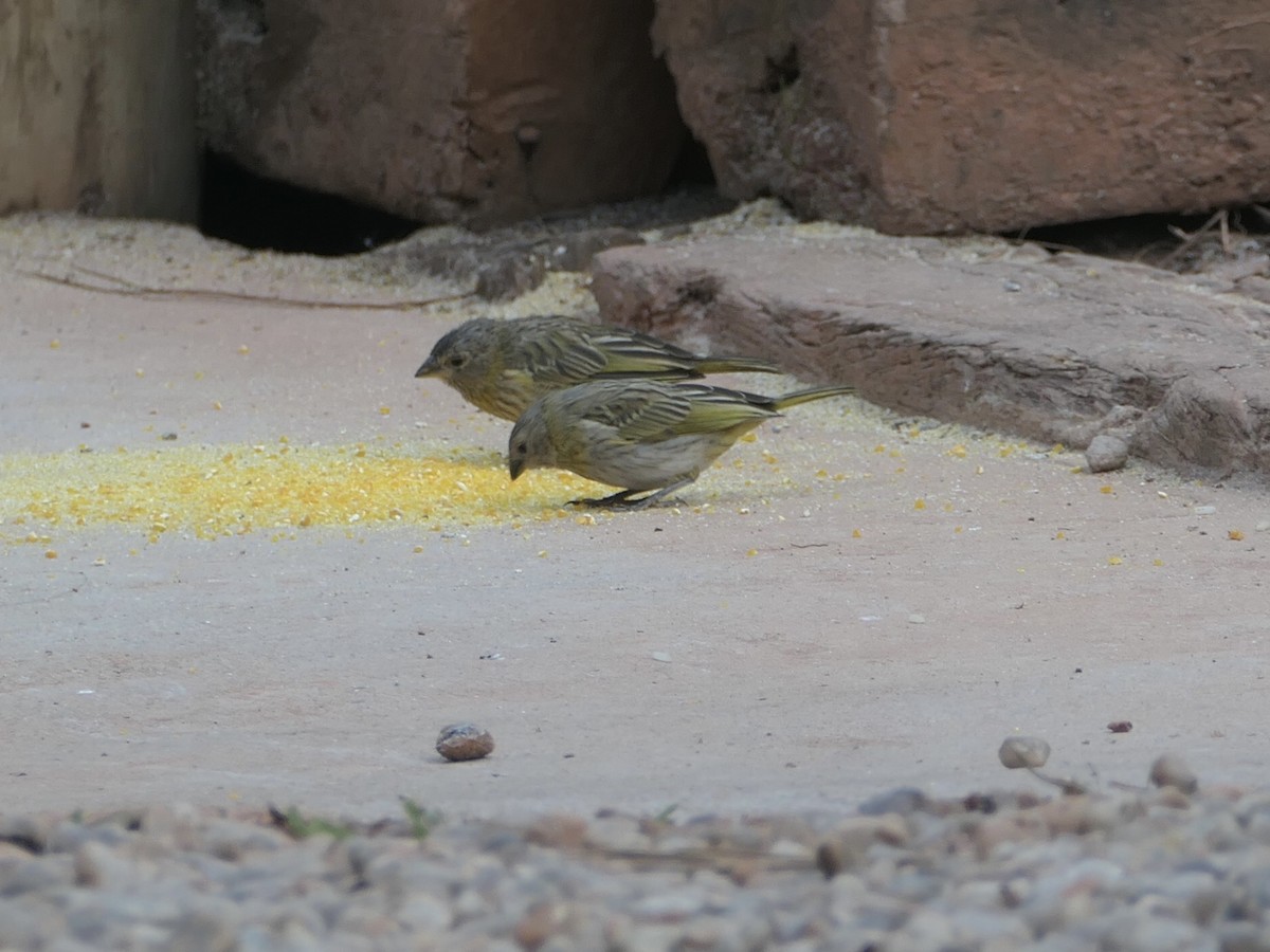 Saffron Finch - ML644987481