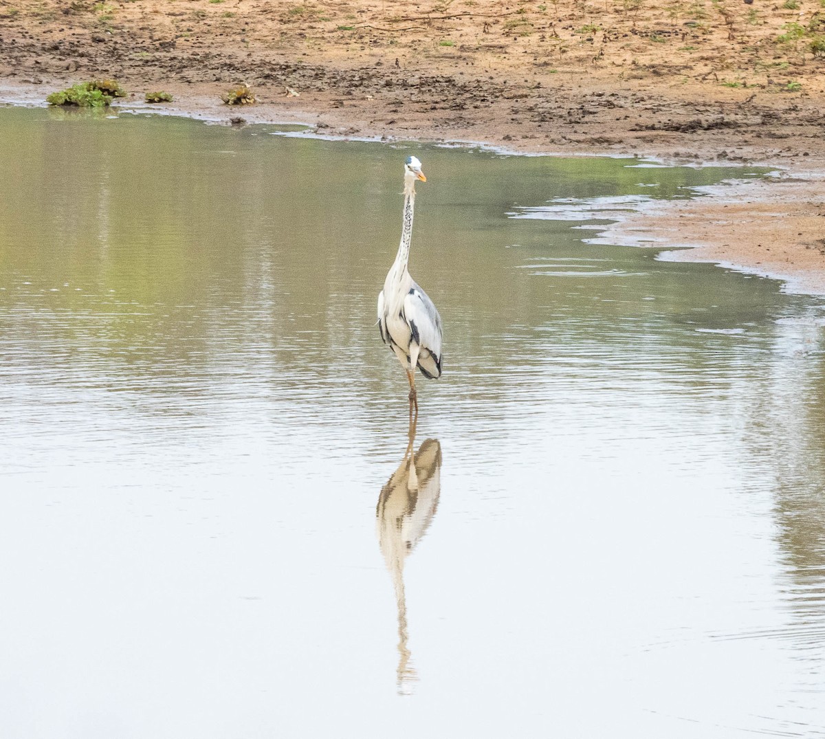 Gray Heron - ML644987482