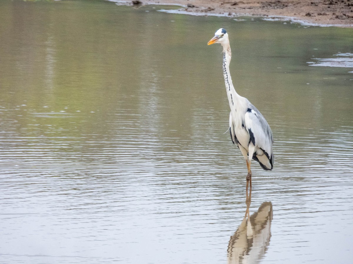 Gray Heron - ML644987483
