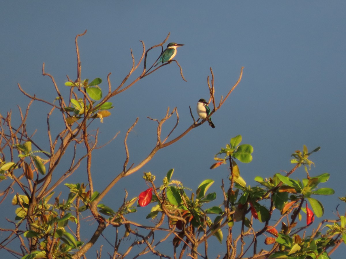 Collared Kingfisher - ML644987486