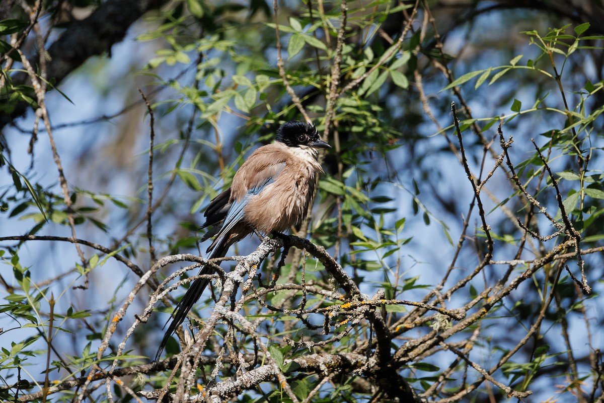 イベリアオナガ - ML644987491