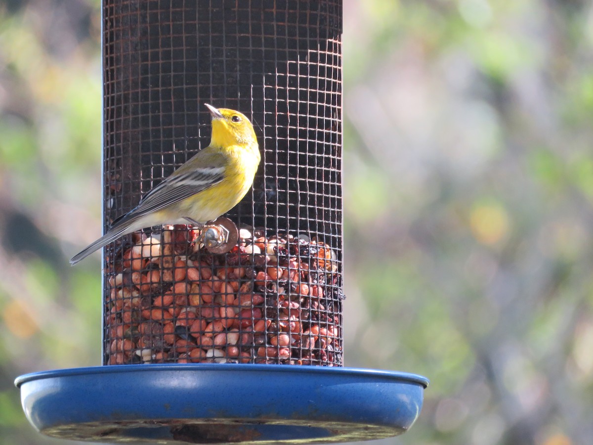 Pine Warbler - ML644987492