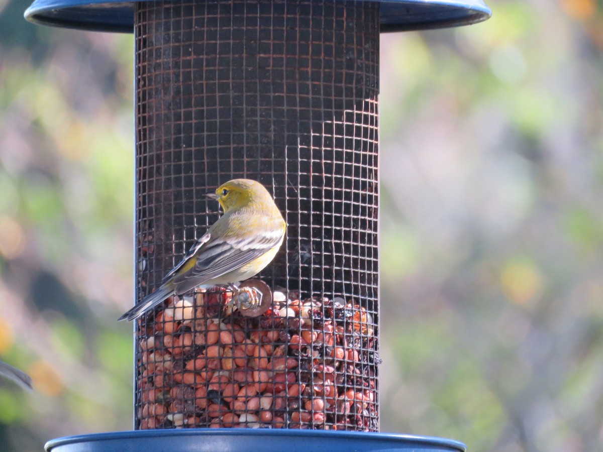 Pine Warbler - ML644987493