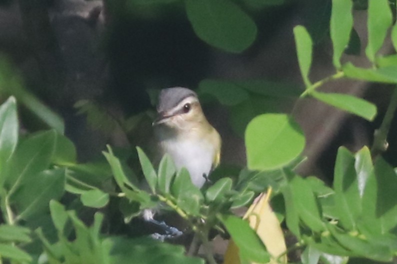 Red-eyed Vireo - ML644987501