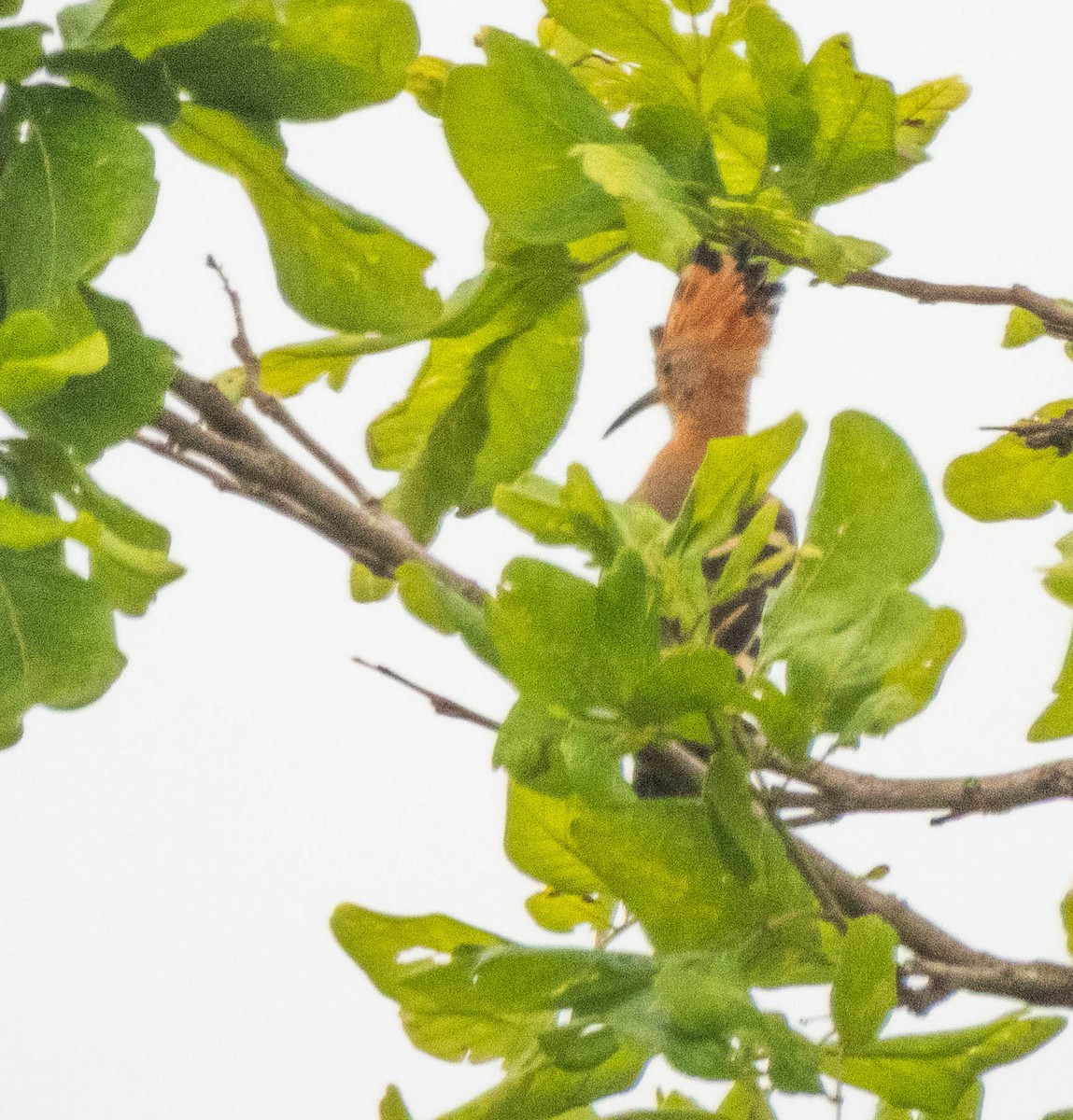 Common Hoopoe - ML644987508