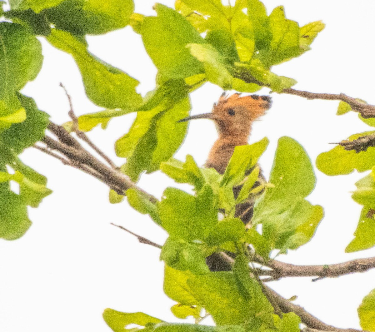 Common Hoopoe - ML644987509