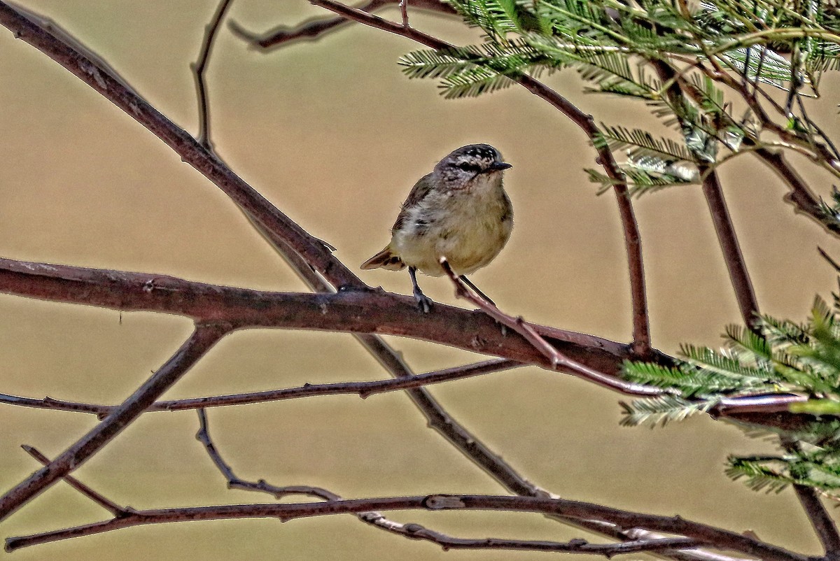 Yellow-rumped Thornbill - ML644987515