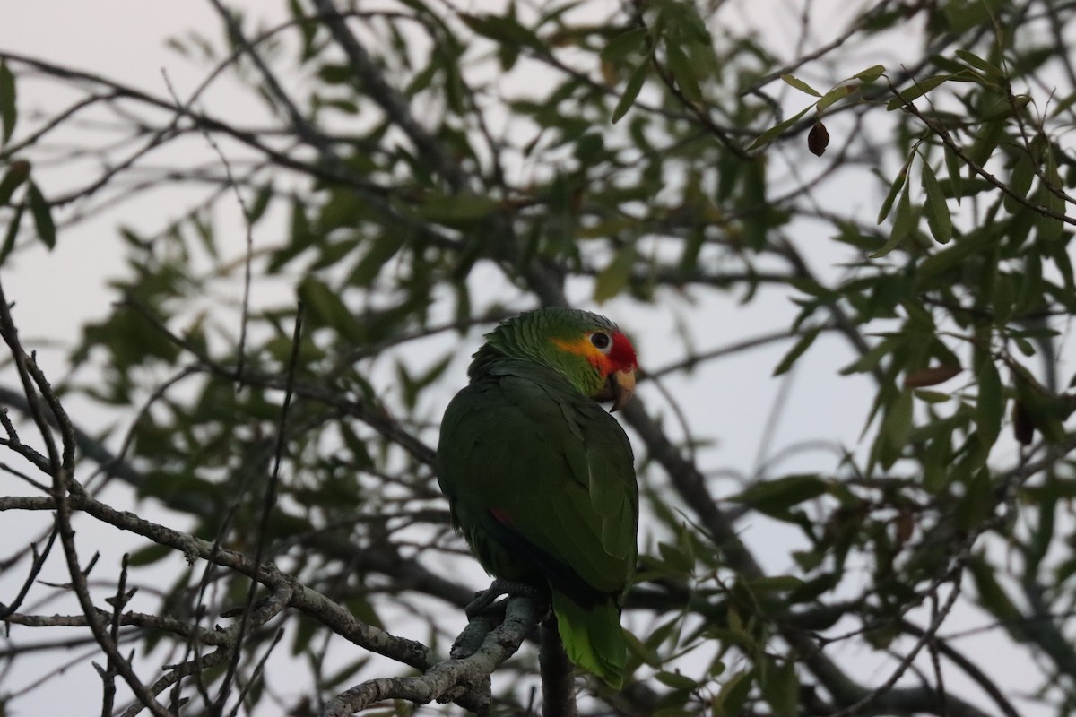 Red-lored Amazon - ML644987516