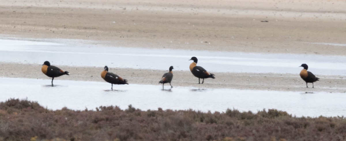 Australian Shelduck - ML644987519