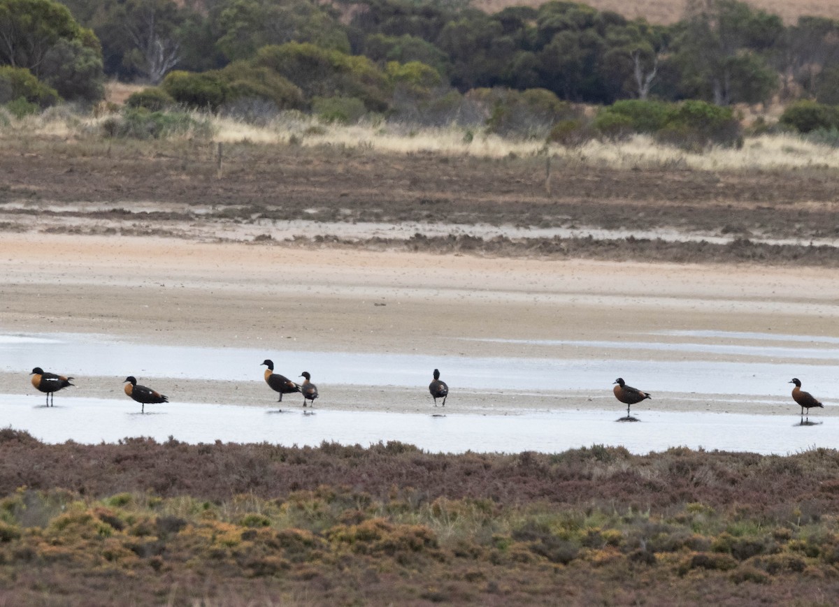 Australian Shelduck - ML644987521