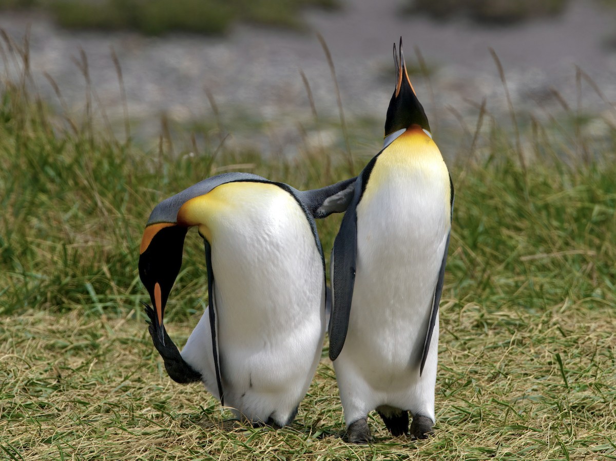 tučňák patagonský - ML644987522