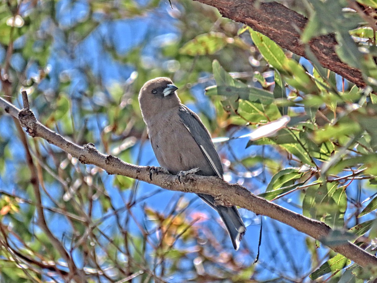 Dusky Woodswallow - ML644987523