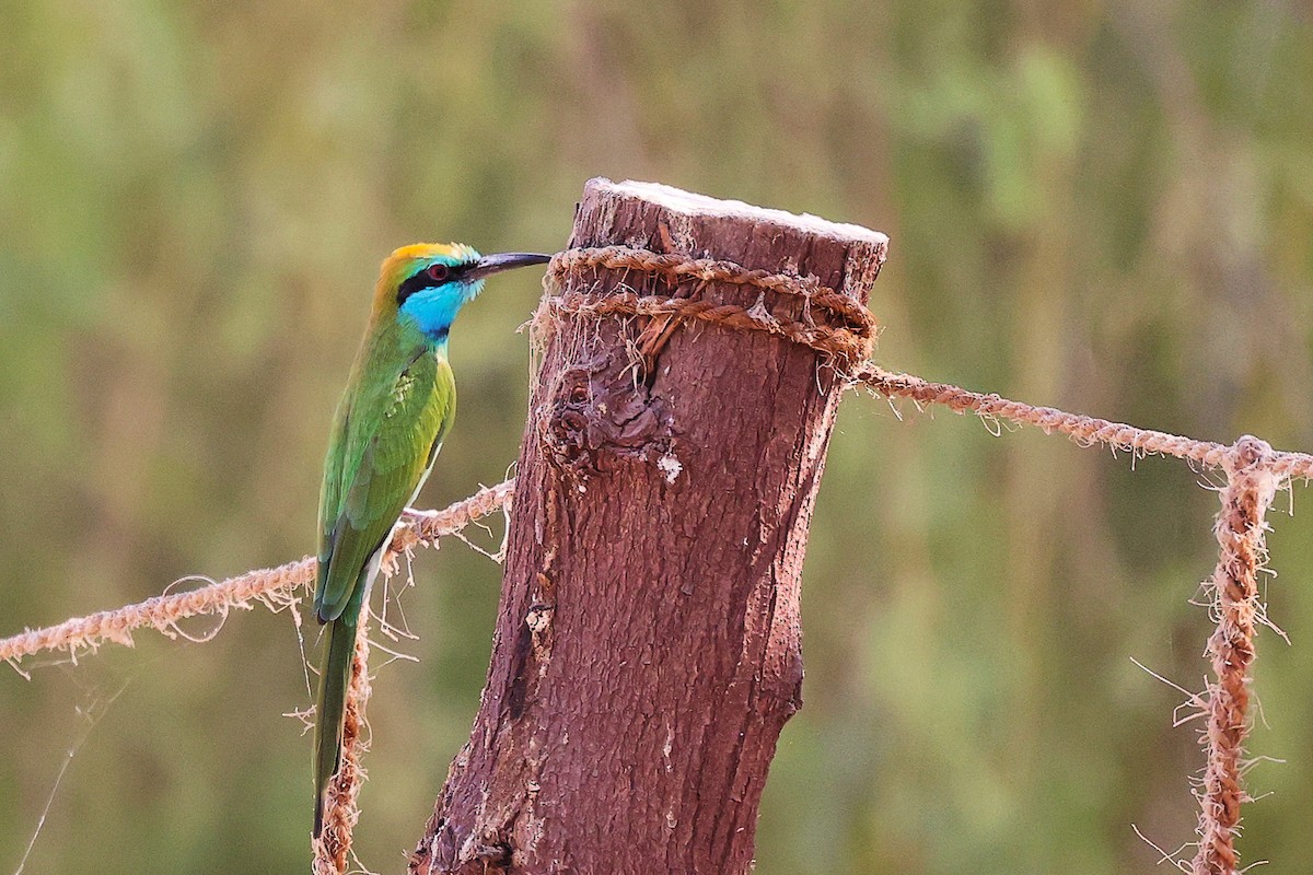 Arabian Green Bee-eater - ML644987526