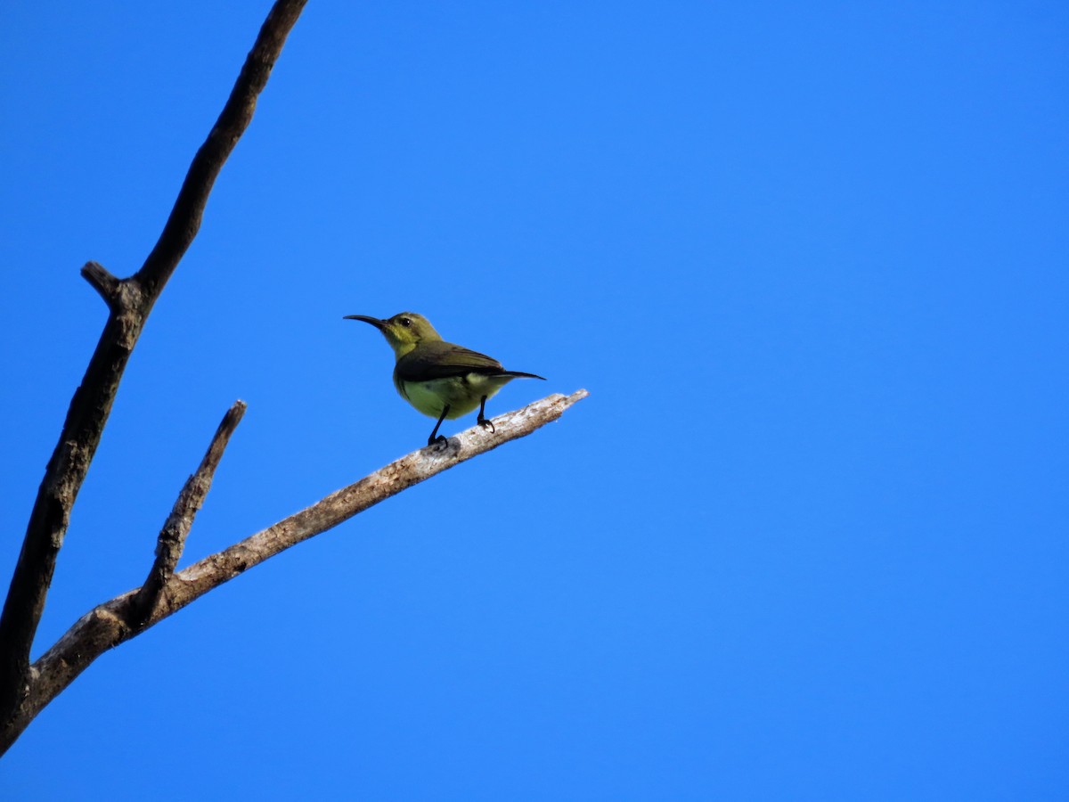 Garden Sunbird - ML644987527