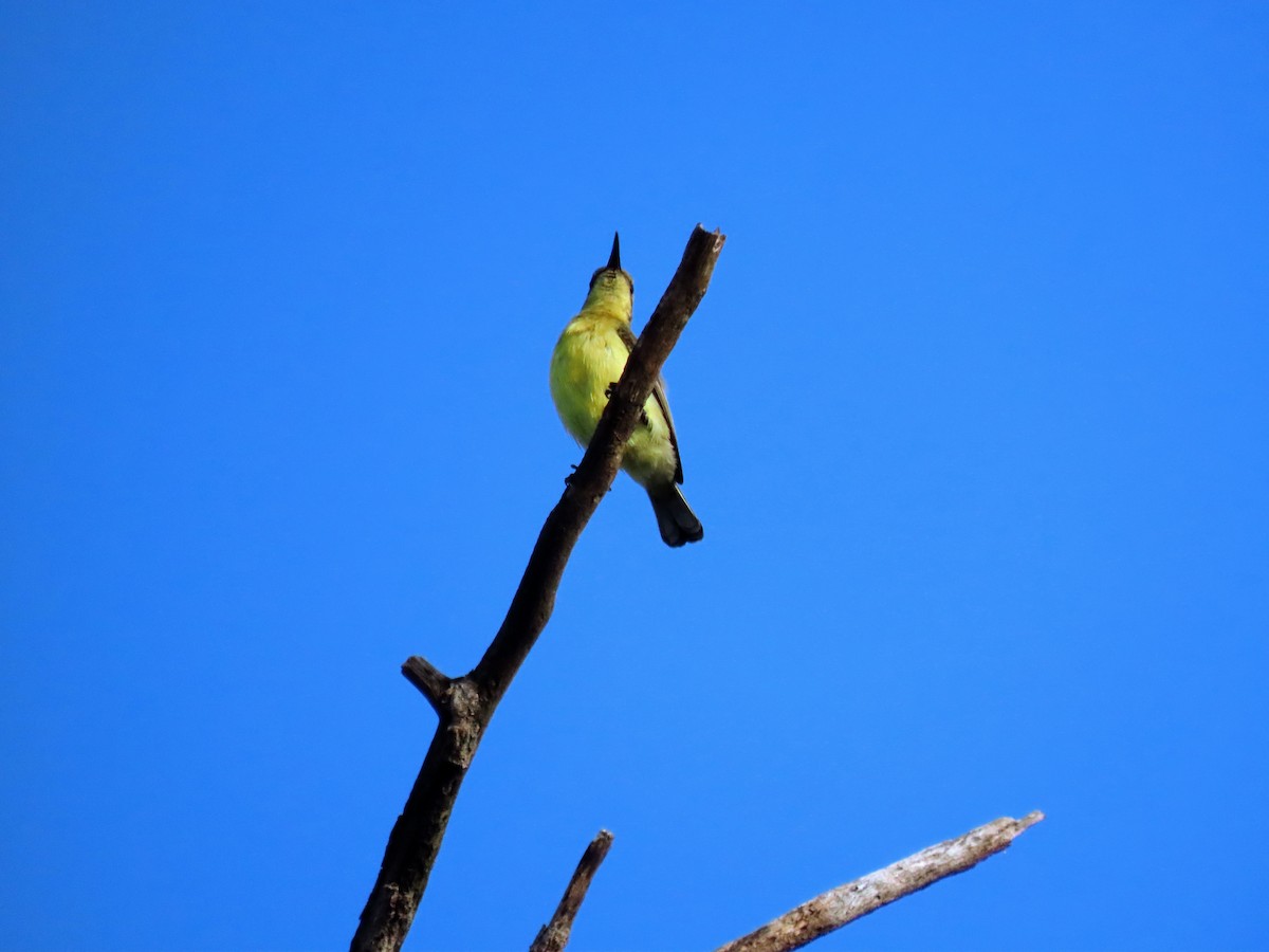 Garden Sunbird - ML644987528