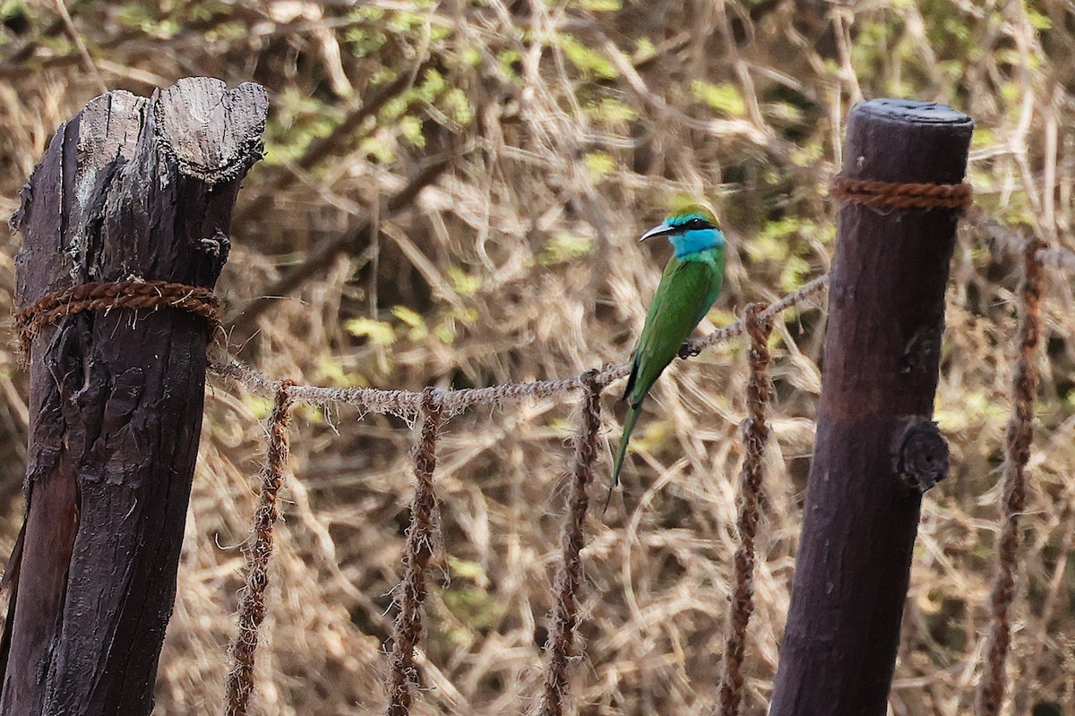 Arabian Green Bee-eater - ML644987529