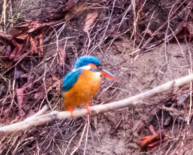 Common Kingfisher - ML644987530