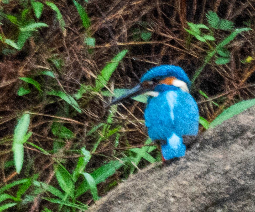 Common Kingfisher - ML644987531