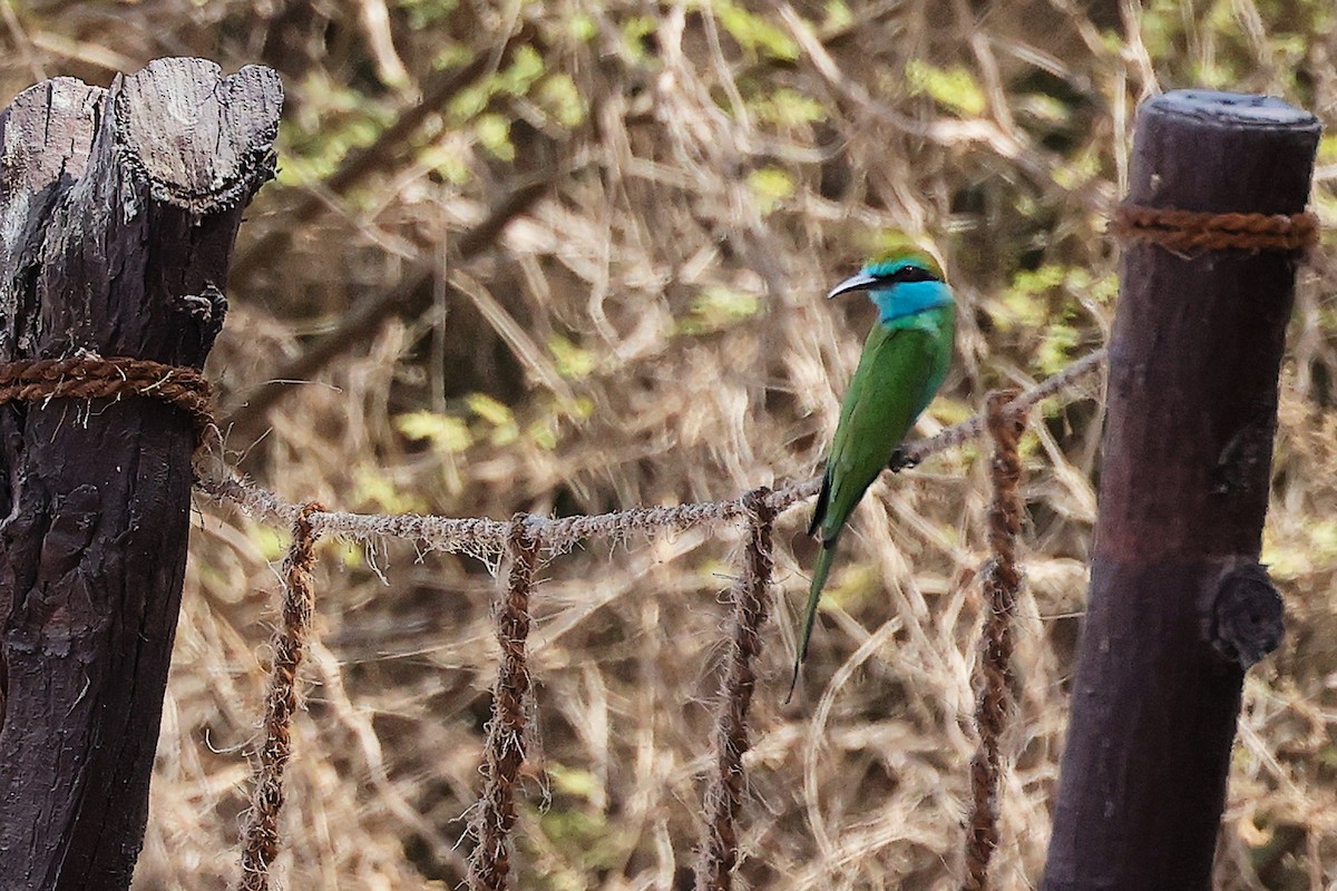Arabian Green Bee-eater - ML644987533