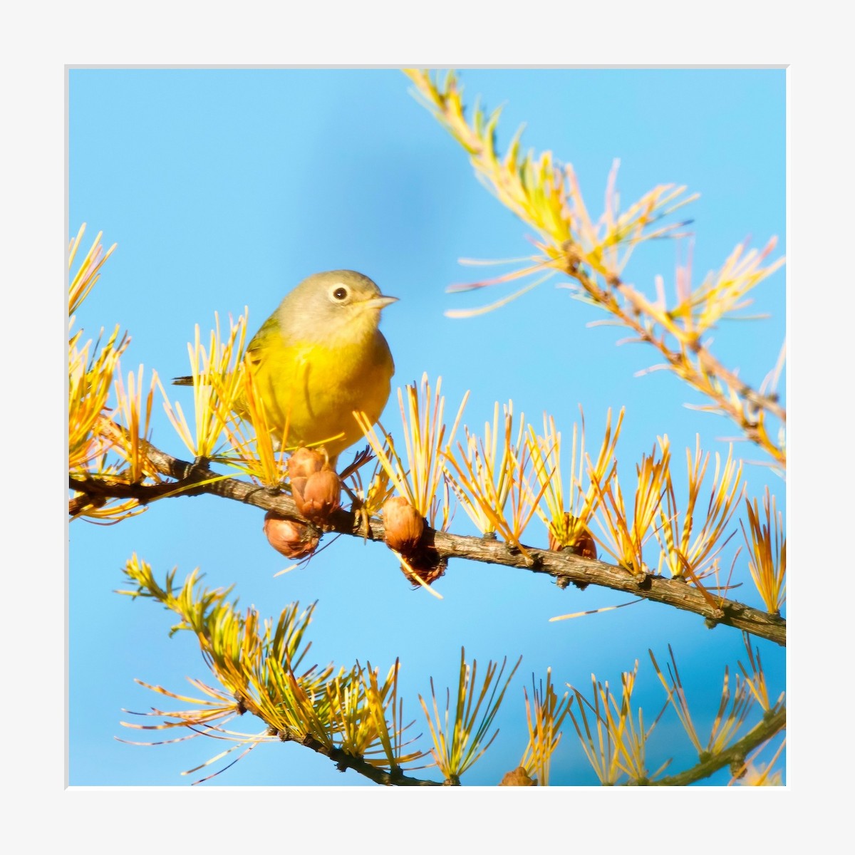 Nashville Warbler - ML644987534
