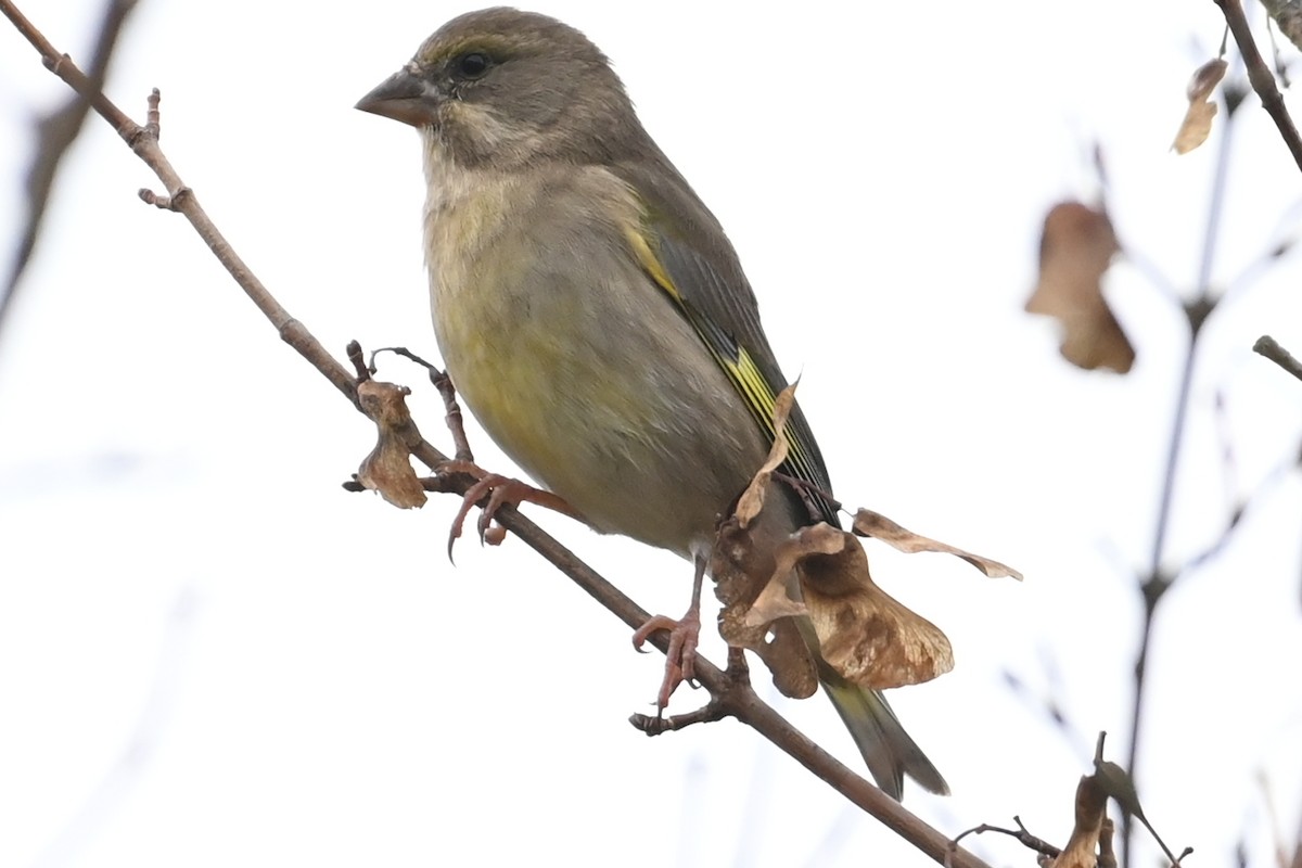 European Greenfinch - ML644987535